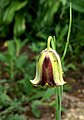 Fritillaria acmopetala