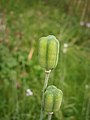 Fritillaria meleagris seed-box