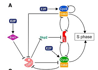 <span class="mw-page-title-main">G1/S transition</span> Stage in cell cycle