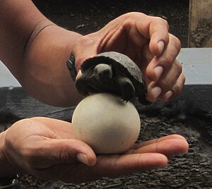 Galápagos Tortoise