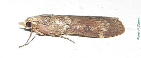 Beskrivelse av bilde Galleriinae-Lamoria clathrella-02.jpg.