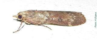 <i>Lamoria</i> Genus of moth