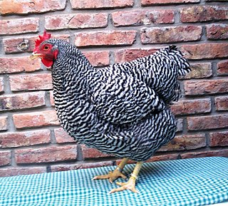 Plymouth Rock chicken American breed of domestic chicken