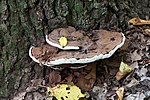 Vignette pour Polypore aplani