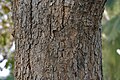 Bark