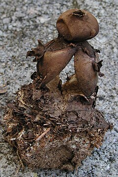 Geastrum fornicatum