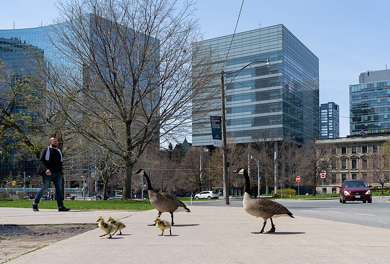 File:Geese family in Downtown Toronto 01.jpg