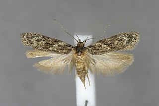 <i>Gelechia muscosella</i> Species of moth