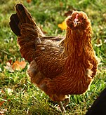 Gem (Easter Egger hen) .jpg