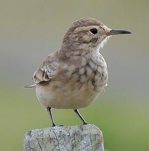 Geositta cunicularia cunicularia 1.jpg