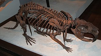 Mounted fossilized skeleton of the Pliocene-Pleistocene giant beaver Castoroides Giant-beaver-fieldmuseum.jpg