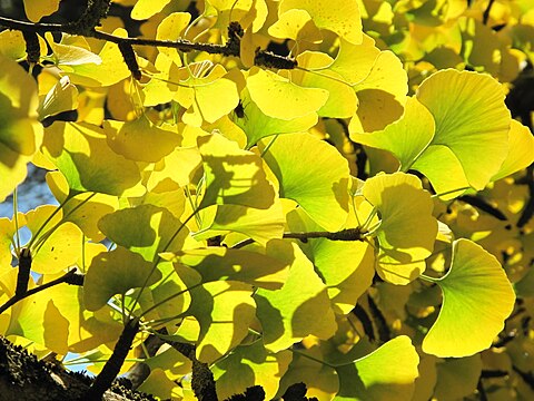 "Ginkgo_leaves_(Vaires)_3.jpg" by User:Tangopaso