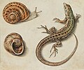 Thumbnail for File:Giovanna Garzoni A Lizard with a Snail and a Snail Shell.jpg