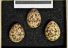 Eggs, Collection Museum Wiesbaden, Germany Glareola nordmanni MWNH 0276.JPG