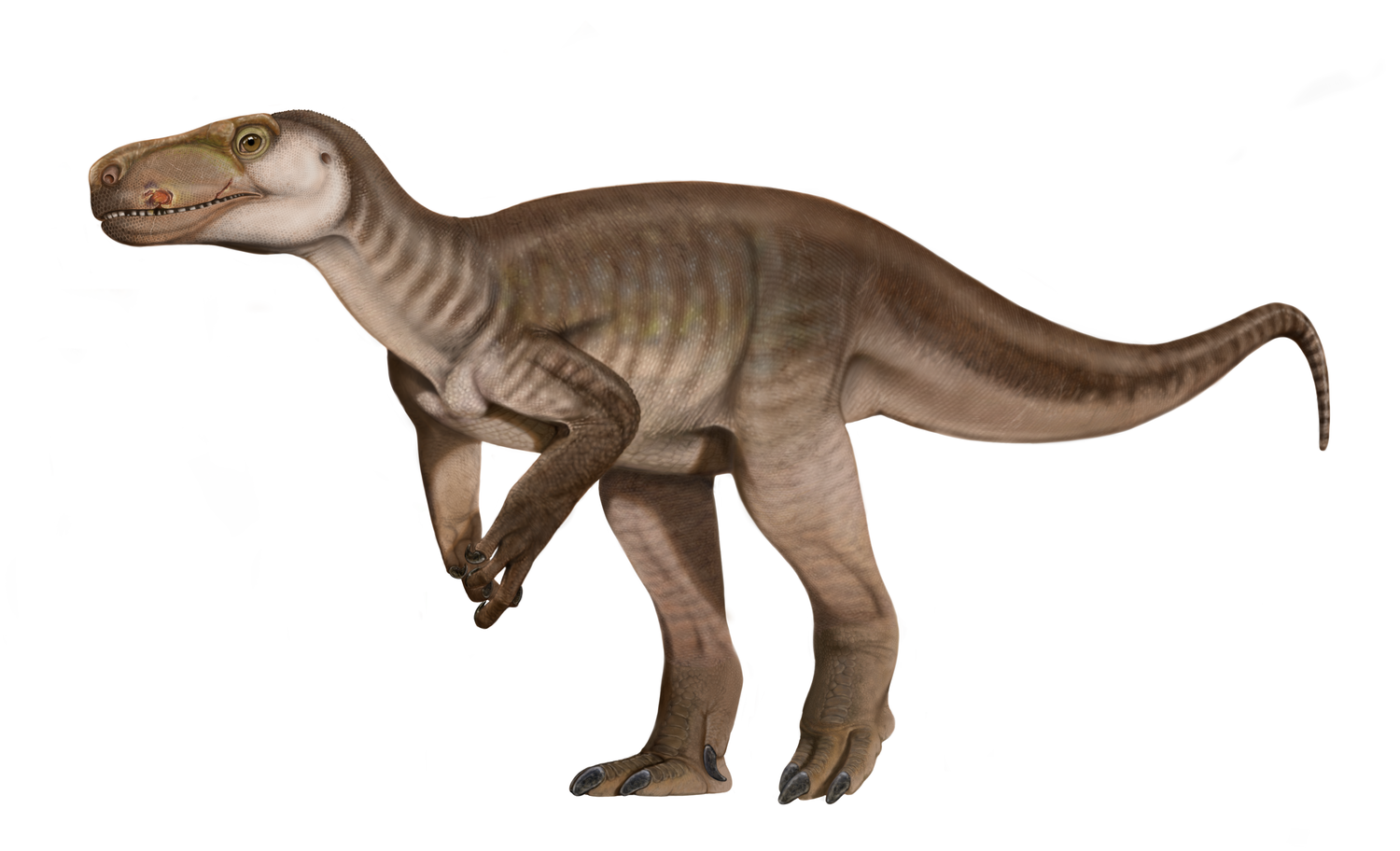 Dinossauro Rei – Wikipédia, a enciclopédia livre