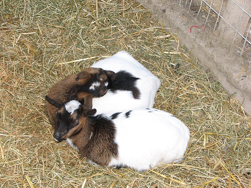 File:Goats-capra-young-0a.jpg