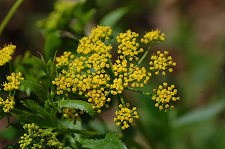 <i>Zizia aurea</i> Species of flowering plant