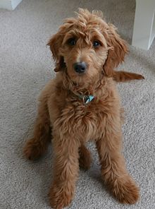 goldendoodle - wikipedia