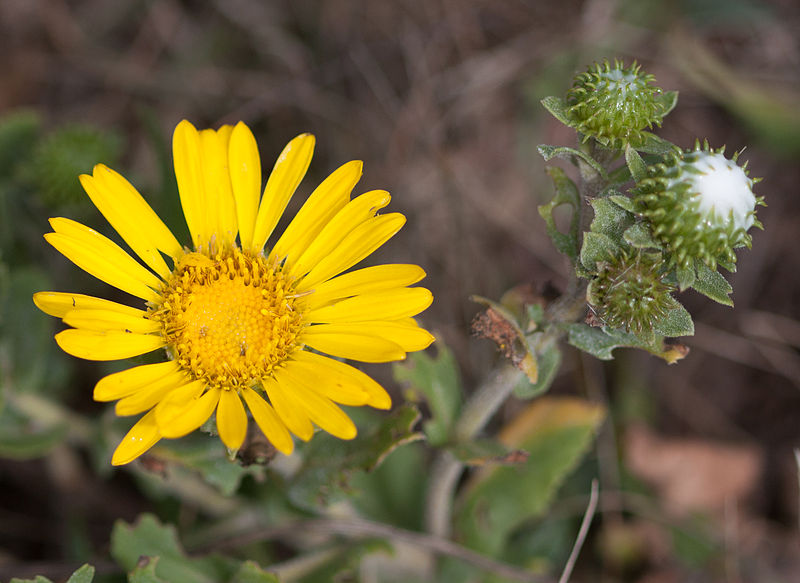 File:Goldfields flower and bud.jpg