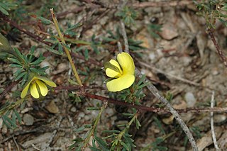 <i>Gompholobium inconspicuum</i> Species of legume