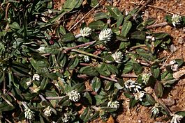 Gomphrena celosioides05.jpg