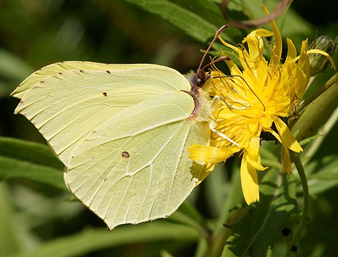 Gonepteryx rhamni