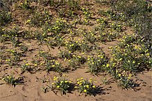 Habit in Wyperfeld National Park Goodenia willisiana habit.jpg