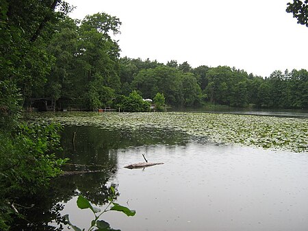 Gr Lienewitzsee 29 VI 2007 154