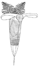 Hypothetical zooid inspired by modern pteropods, with swimming appendages developed from the cephalic shield. Graptolite appendages.png