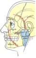 Esbozo del lateral de la cara, mostrando las principales marcas de superficie. Abajo y a la izquierda está señalada la arteria facial (Ext. Max. Art.)