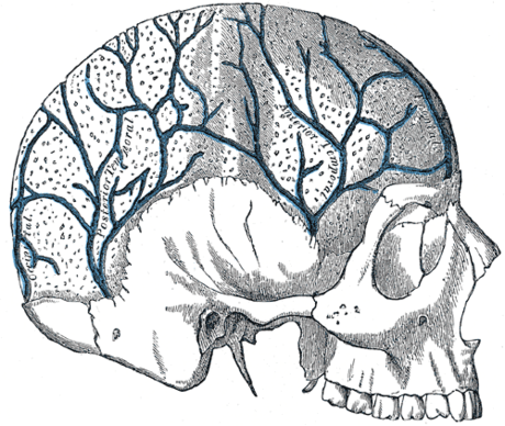 Diploic veins