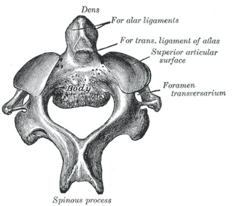 Axis (anatomie)