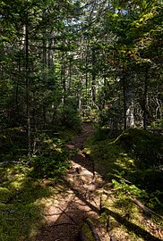 Great Wass Island Preserve hiking trail, Maine, US
