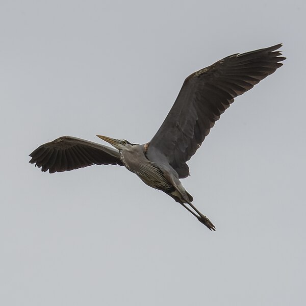 File:Great blue heron magee marsh visitor center trails 5.12.23 DSC 8906-topaz-denoiseraw.jpg