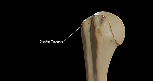 Greater Tubercle of RightHumerus