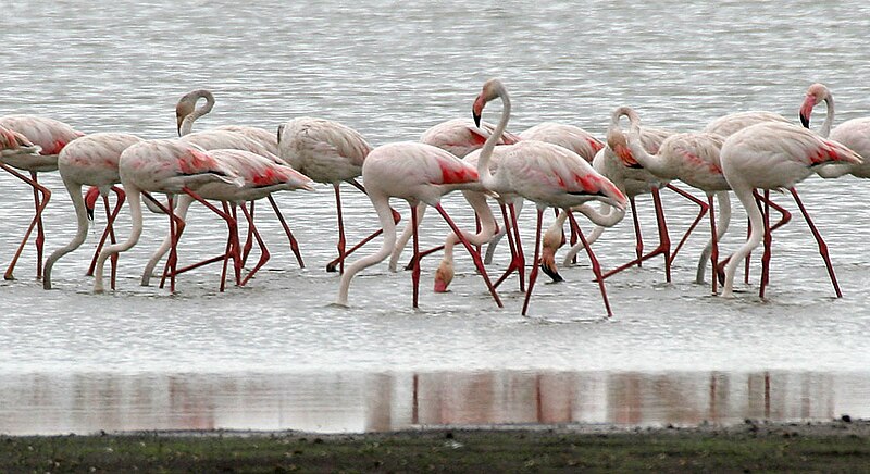 File:Greater Flamingoes (Phoenicopterus roseus) feeding W2 IMG 9571.jpg