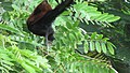 Greater coucal 10.jpg