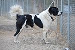 Livestock Guardian Dog