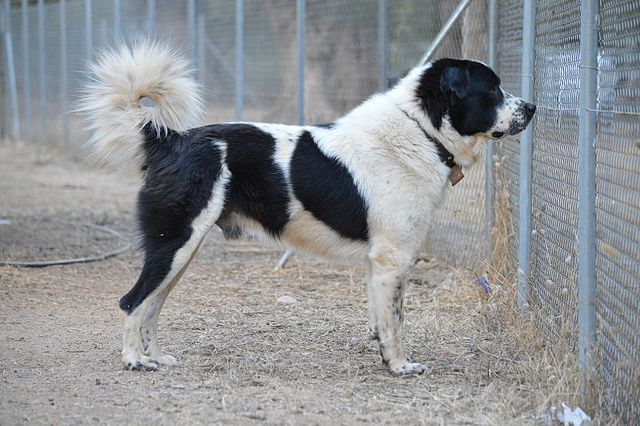 does the greek shepherd have infectious disease