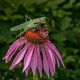 Tettigonia viridissima eating a butterfly