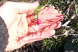 Grevillea . spinosa McGill. (AM AK291466-3).jpg