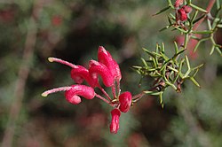 Grevillea neodissecta.jpg