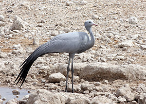 Blue Crane