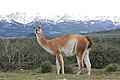The camelid Lama guanicoe