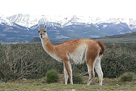 Guanaco