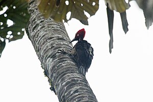 Guayaquil woodpecker (Campephilus gayaquilensis) (6995906660) .jpg