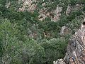 Parco del Sulcis,Sardegna Sud-Occidentale. Ambiente di macchia mediterranea.