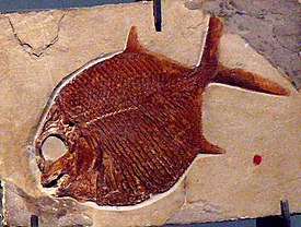 Gyrodus hexagonus