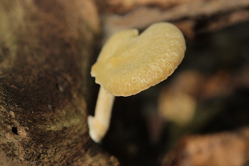 File:Höchberg 07.08.2016 Blackfoot Polypore - Cerioporus leptocephalus (29069666212).jpg