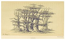 ГАРВЕЙ (1861 г.) стр. 177 КЕДРЫ.jpg